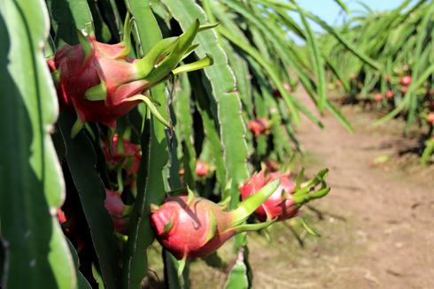 Fruit brings prosperity to farmers